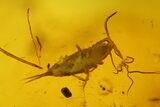 Detailed Fossil Bristletails, Ant and Fly in Baltic Amber #200098-3